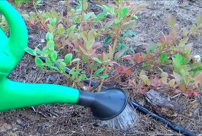 arroser les myrtilles