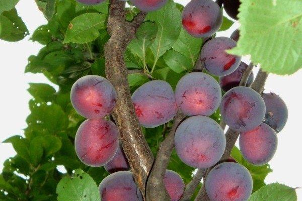 ผู้บัญชาการลูกพลัม