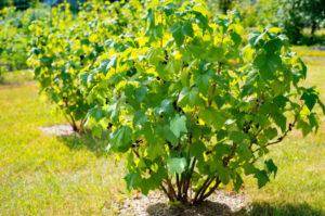 ปุ๋ยอะไรดีที่สุดสำหรับลูกเกดเพื่อการเก็บเกี่ยวที่ดีขึ้น?