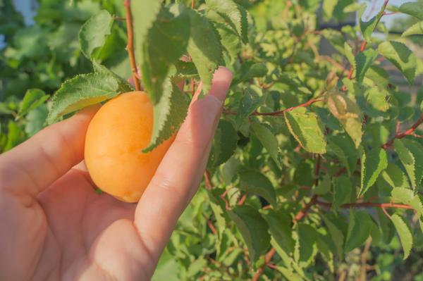 การทำความสะอาดด้วยมือ