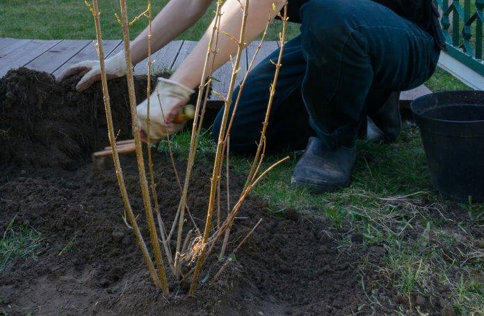 การปลูกและดูแลพืชผล