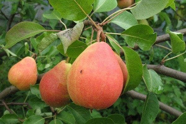 La meilleure variété de poires Lada