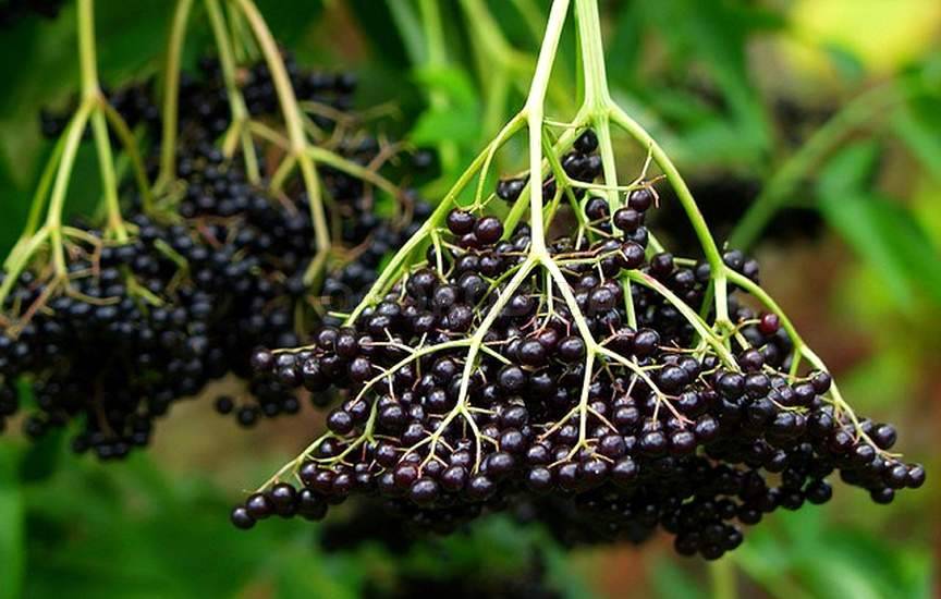 พวงเอลเดอร์เบอร์รี่