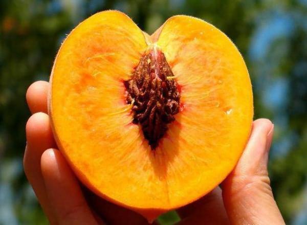 การเพาะปลูกน้ำหวาน