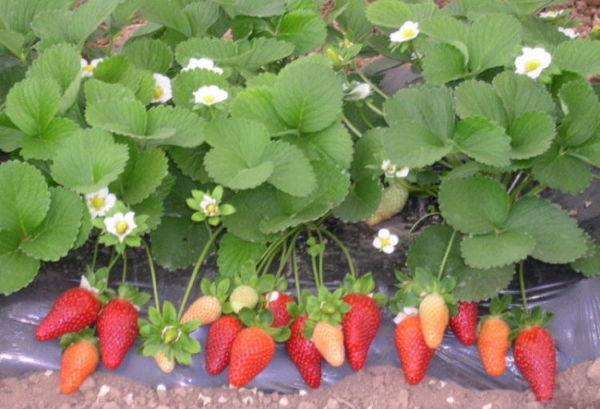 Torpille aux fraises