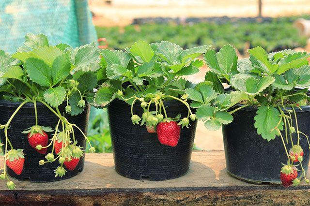 fraises en pots