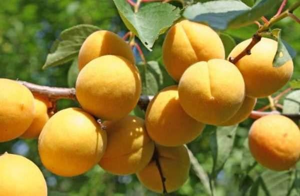 พันธุ์ปลาย