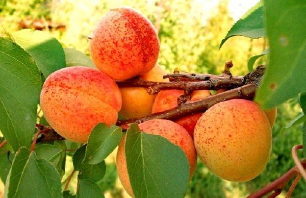 พันธุ์ต้น