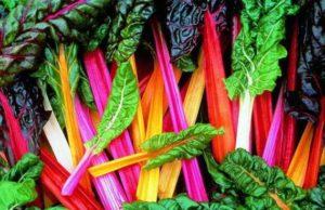 การปลูกชาร์ดสวิสและการดูแลที่เหมาะสม ปลูกในพื้นที่โล่ง