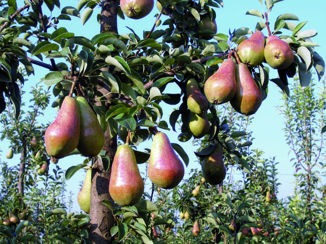 ลูกแพร์คาร์เมน