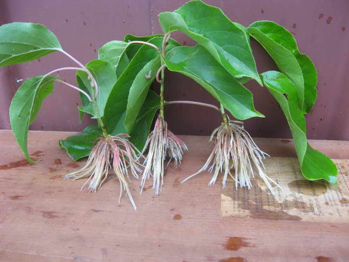 reproduction des actinidies