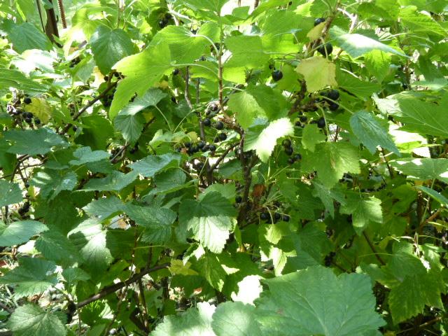 ต้นลูกเกด