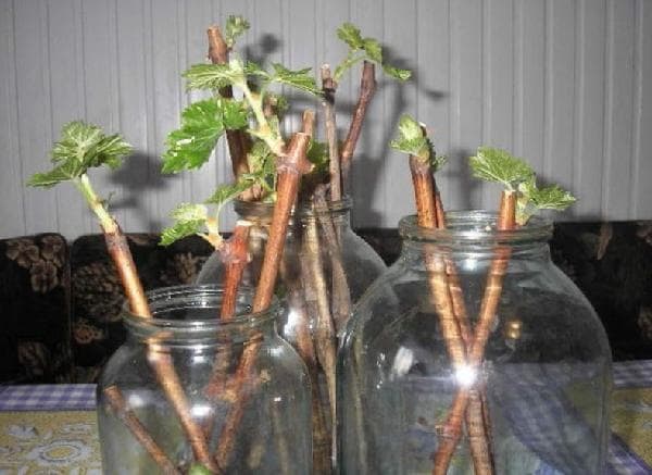 propagation par marcottage