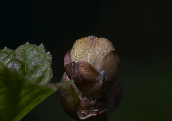 โรคลูกเกด