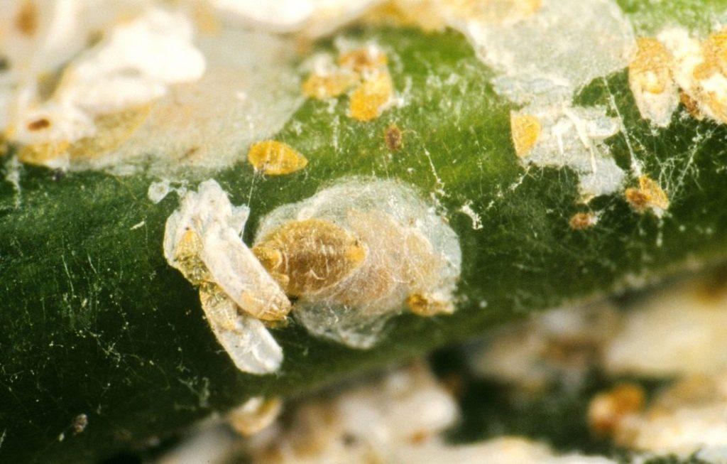 แมลงเกล็ดอะโวคาโด