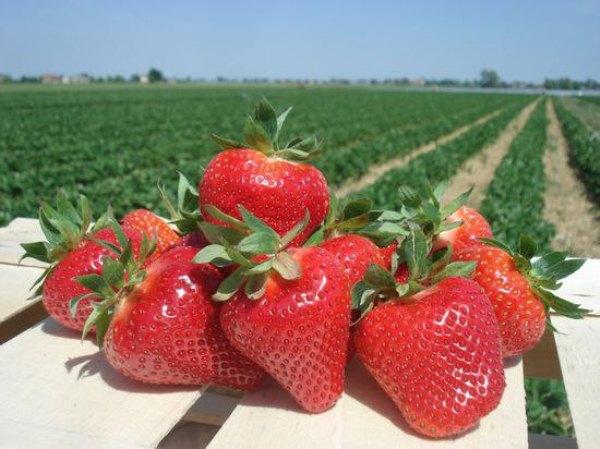 สตรอเบอร์รี่โจลี่