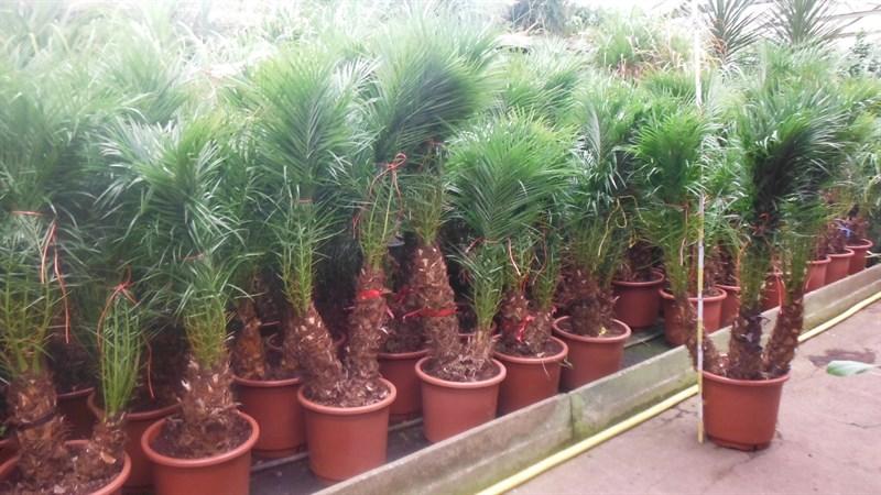 beaucoup de palmiers