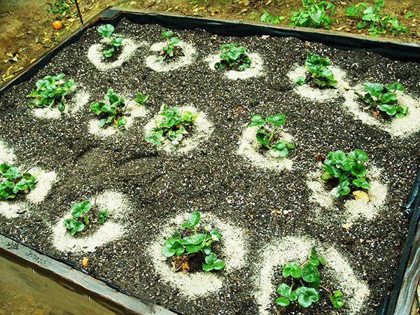 fertiliser les plates-bandes