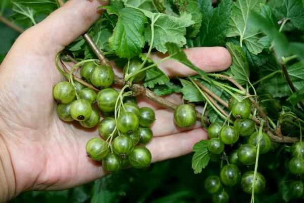 ต้นลูกเกด