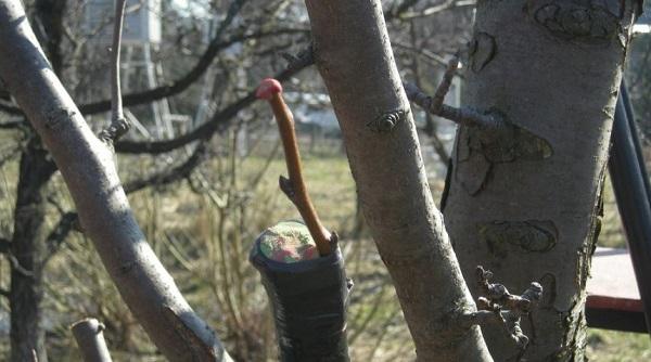 การต่อกิ่งลูกแพร์