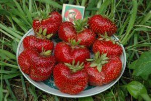 คำอธิบายและลักษณะของพันธุ์สตรอเบอร์รี่ Mashenka คำแนะนำในการปลูกและการดูแล
