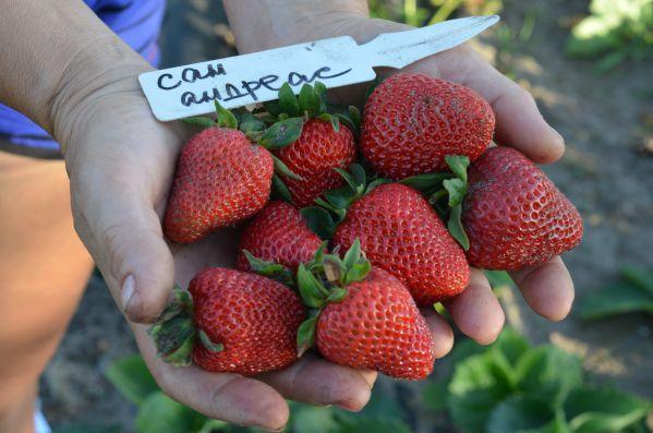 สตรอเบอร์รี่ซานอันเดรส