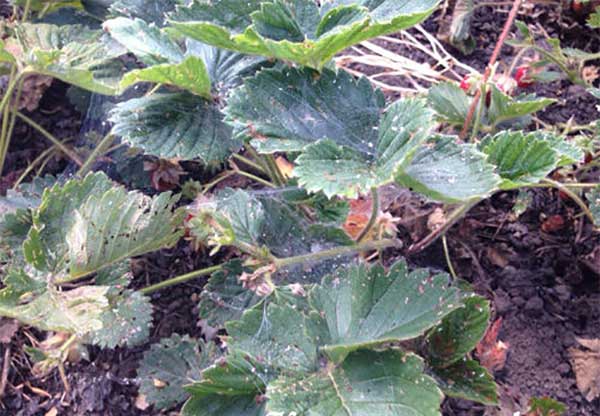 ไรสตรอเบอร์รี่