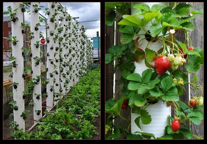 แปลงสตรอเบอร์รี่