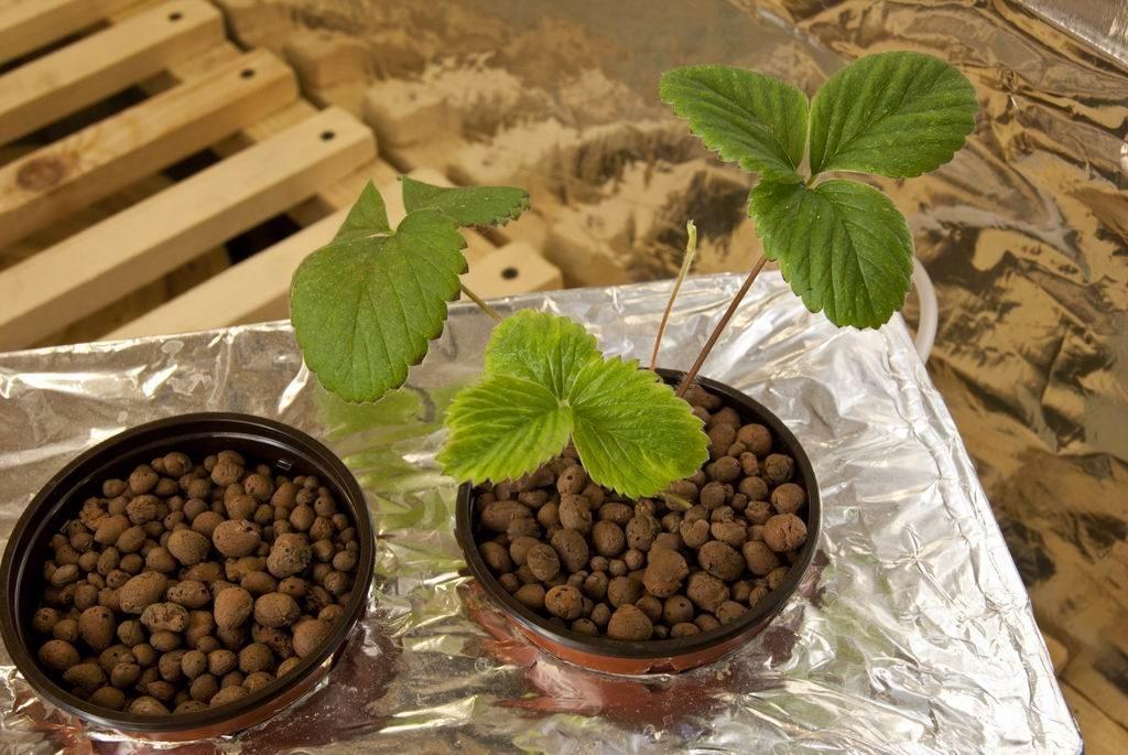 สตรอเบอร์รี่ในกระถาง