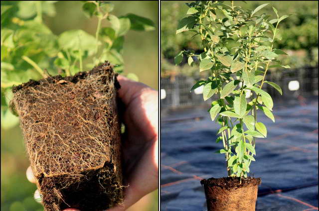 การขยายพันธุ์โดยการปักชำ