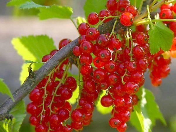 ลูกเกดแดงสุก