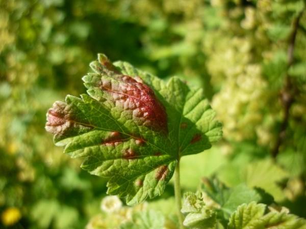 maladie du groseillier