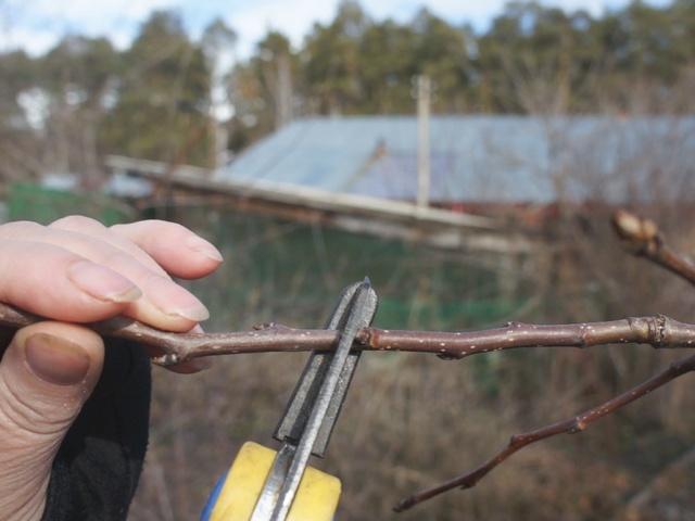 การขยายพันธุ์โดยการปักชำ