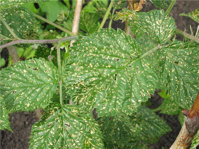 mosaïque de framboises