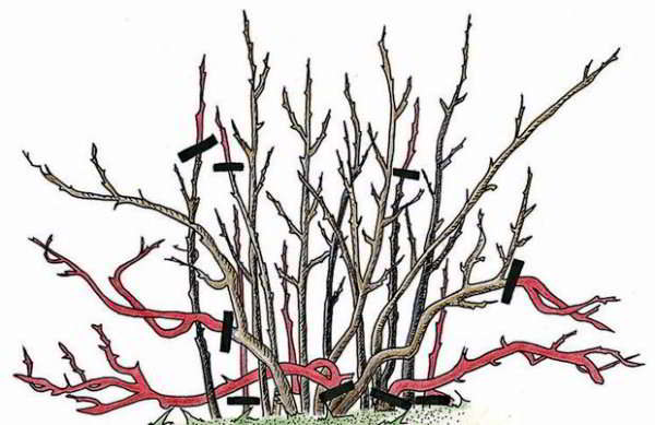 การตัดแต่งกิ่งลูกเกด