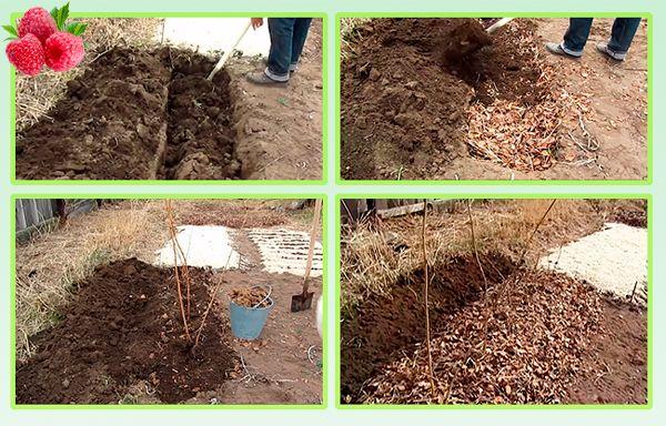 การปลูกและการดูแลรักษา