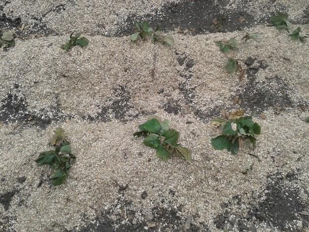 การเตรียมตัวสำหรับฤดูหนาว