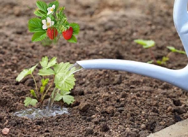 soins des fraises