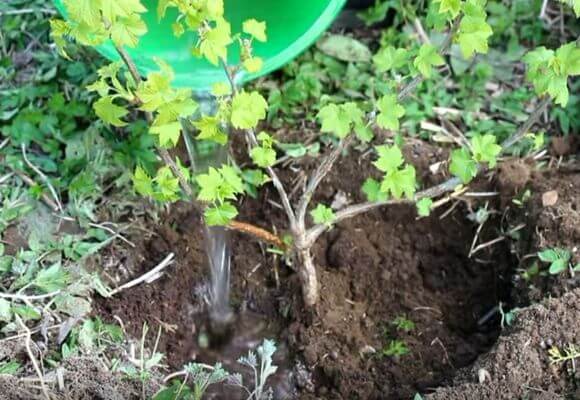 การรดน้ำลูกเกด