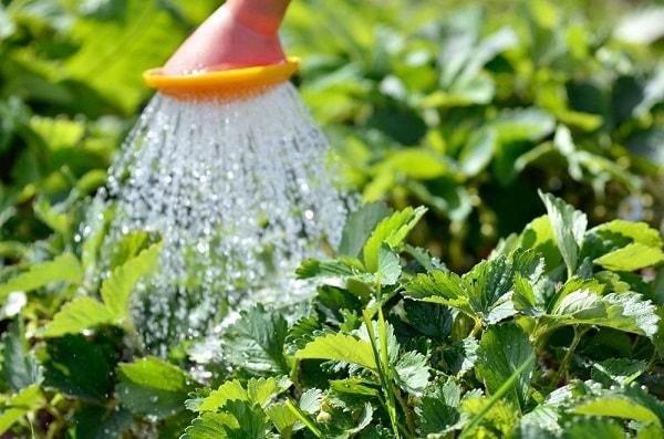 การรดน้ำสตรอเบอร์รี่