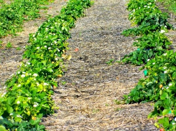 สตรอว์เบอร์รีพันธุ์โบโกต้า