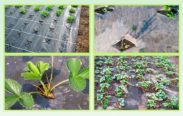 กฎการปลูกสตรอเบอร์รี่