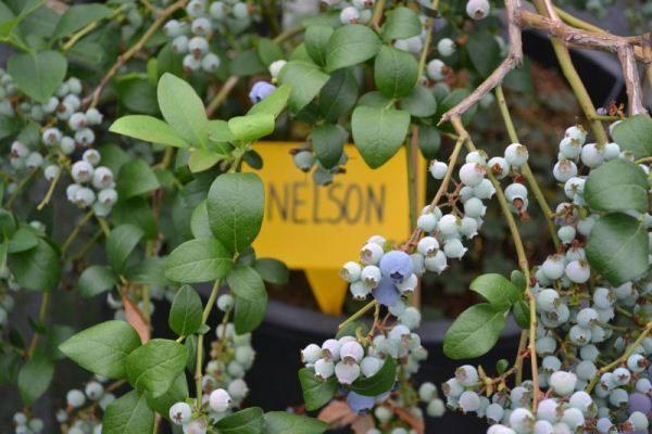 variété Nelson