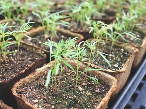 การปลูกยี่หร่า