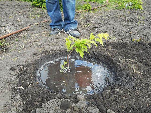 การปลูกและการดูแลรักษา