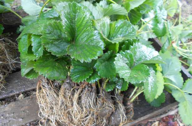 ต้นกล้าสตรอเบอร์รี่