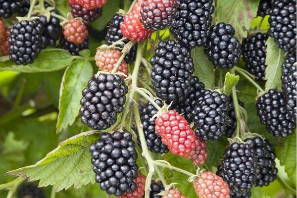 แบล็กเบอร์รี่สีดำ