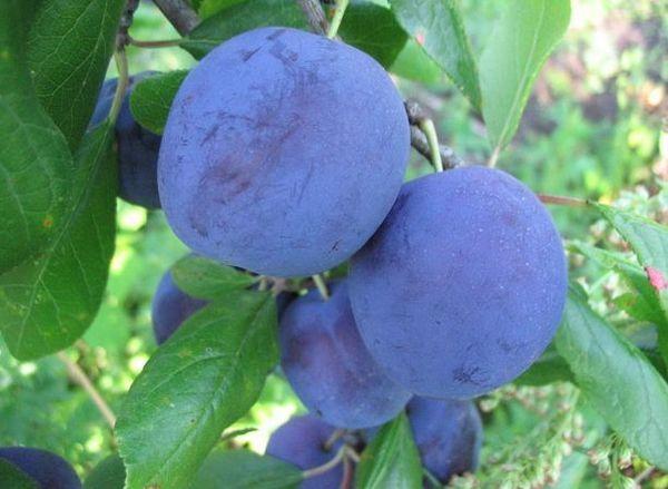 ในช่วงต้นของแม่น้ำ