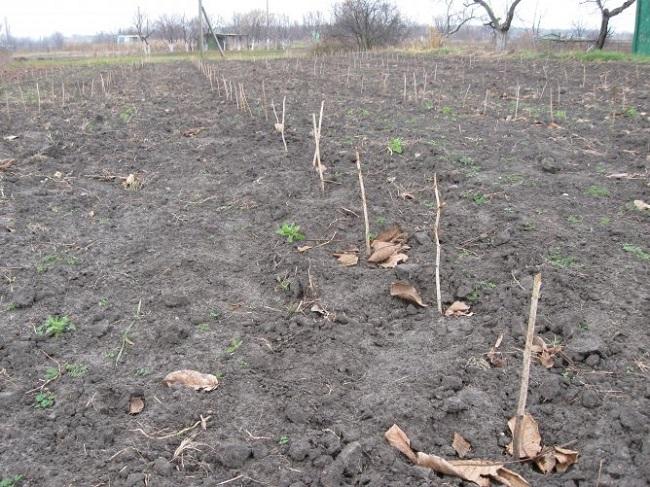 วันที่ปลูก