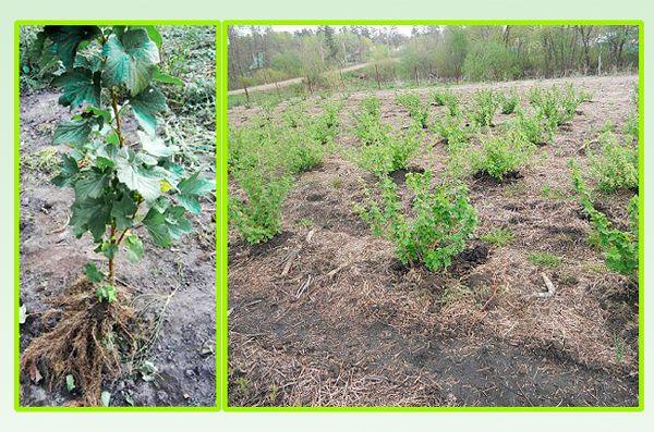 แผนผังอาคารสูง